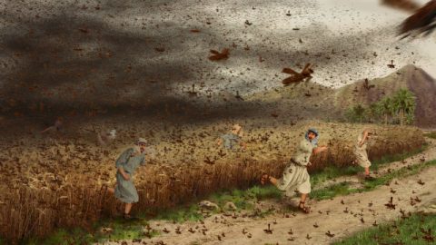 ضربة الجراد