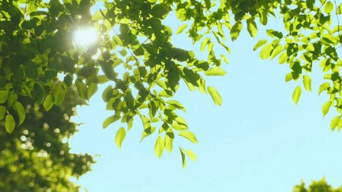 البيئة المعيشيّة الأساسيّة التي يخلقها الله للبشر – الضوء